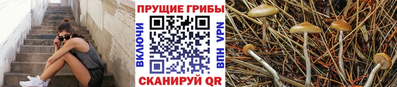 Галлюциногенные грибы прущие грибы  Зуевка 